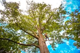 Best Palm Tree Trimming  in Langston, OK